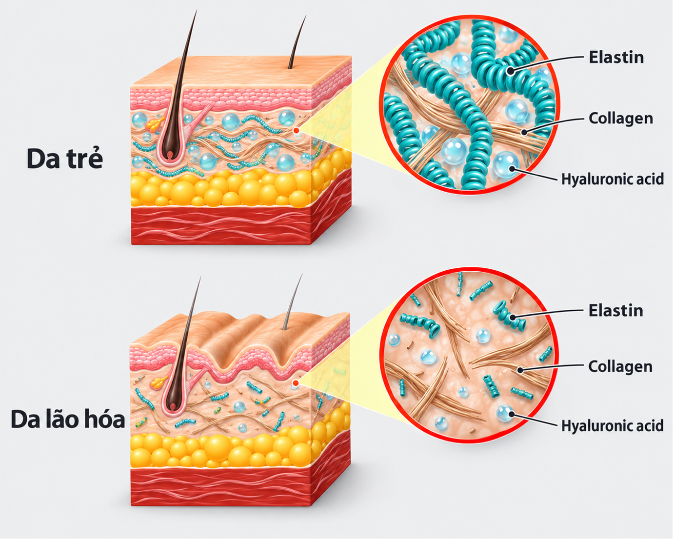 Elastin quyết định khả năng đàn hồi của làn da